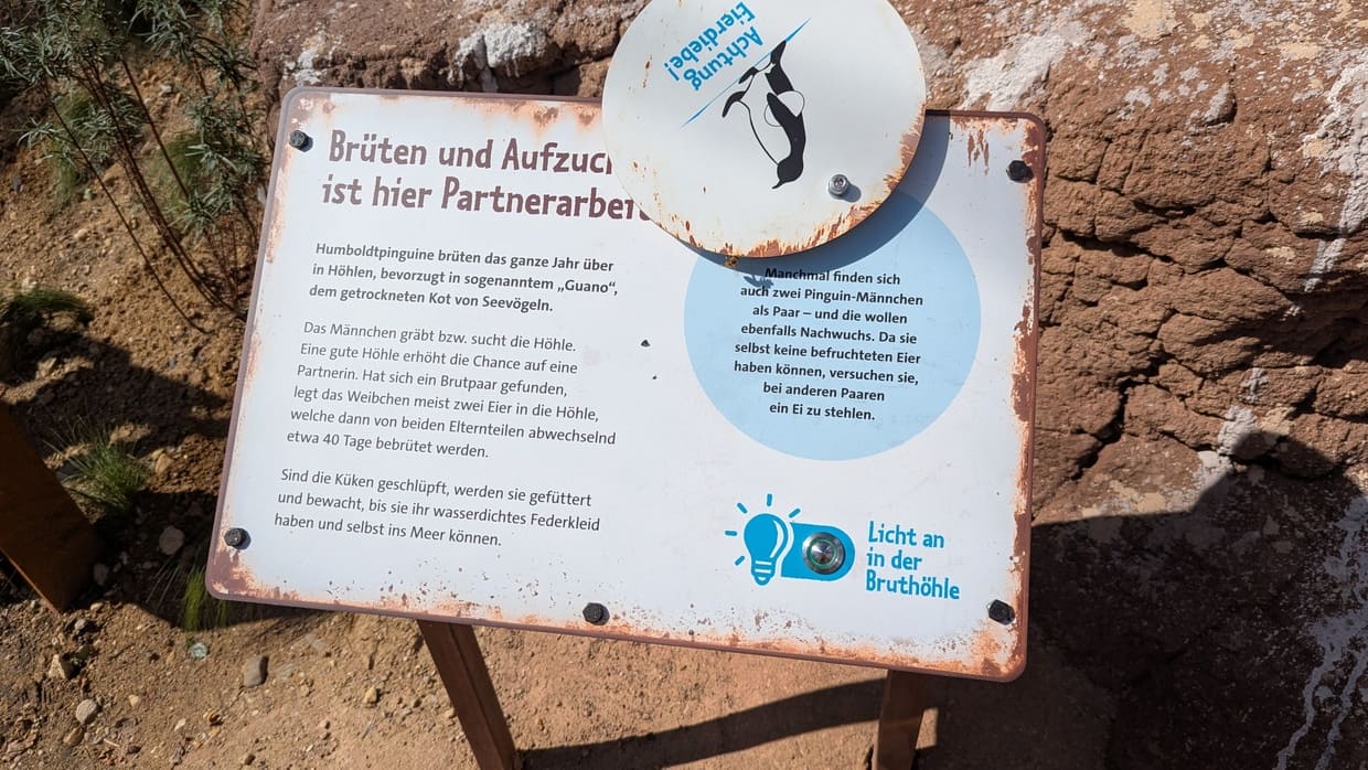 Infotafel zum Brüten bei Pinguinen im Feuerland Zoo Leipzig