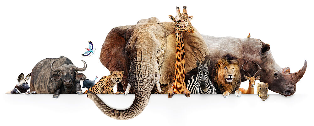 Verschiedene Freigestellte Savannentiere u.a. Löwe, Tiger, Zebra, Elefant und Giraffe
