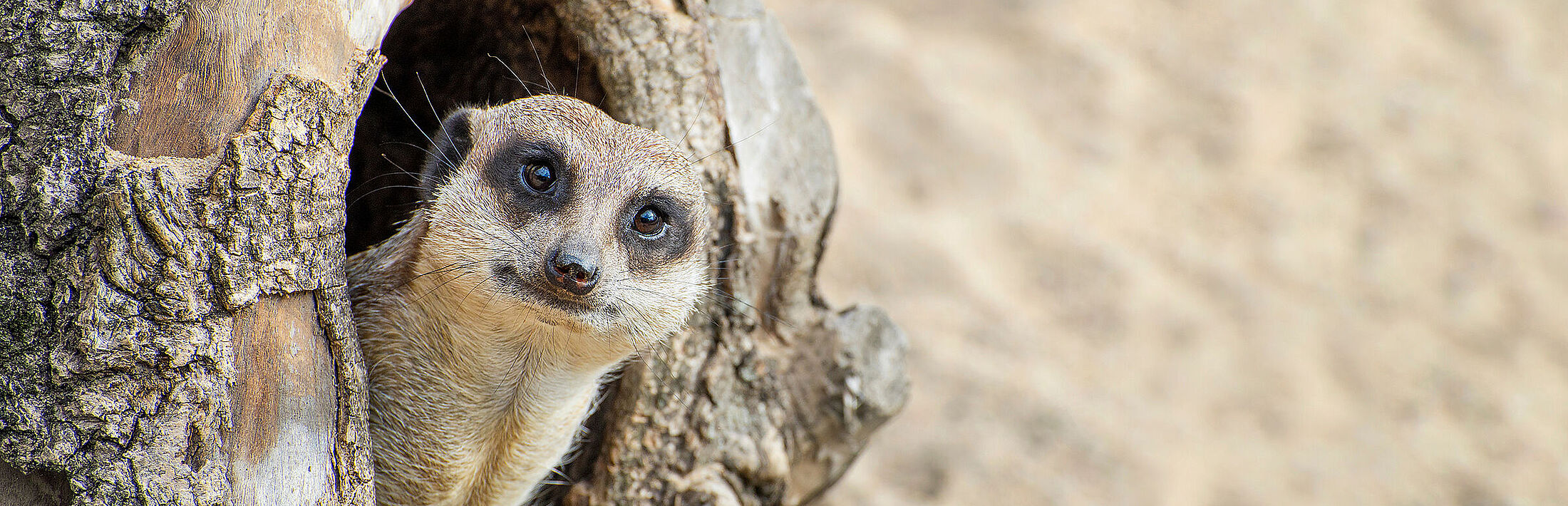 Erdmännchen schaut seitlich aus Baumstamm